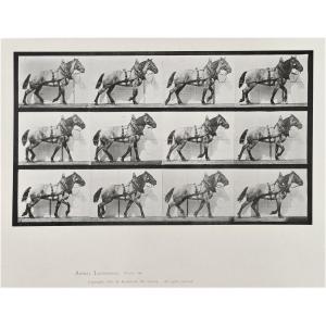 Eadward Muybridge (1830-1904), Cheval de trait au pas