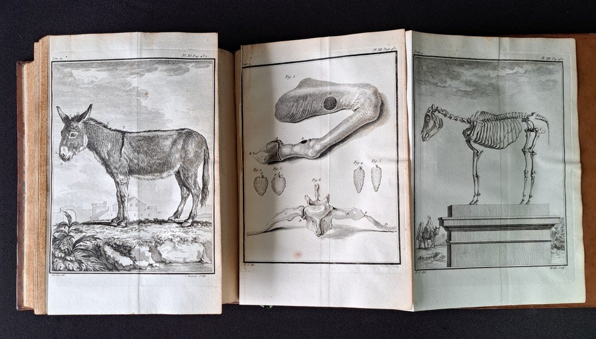 Buffon: Histoire Naturelle. 15 premiers volumes.  Edition originale 1749.-photo-4