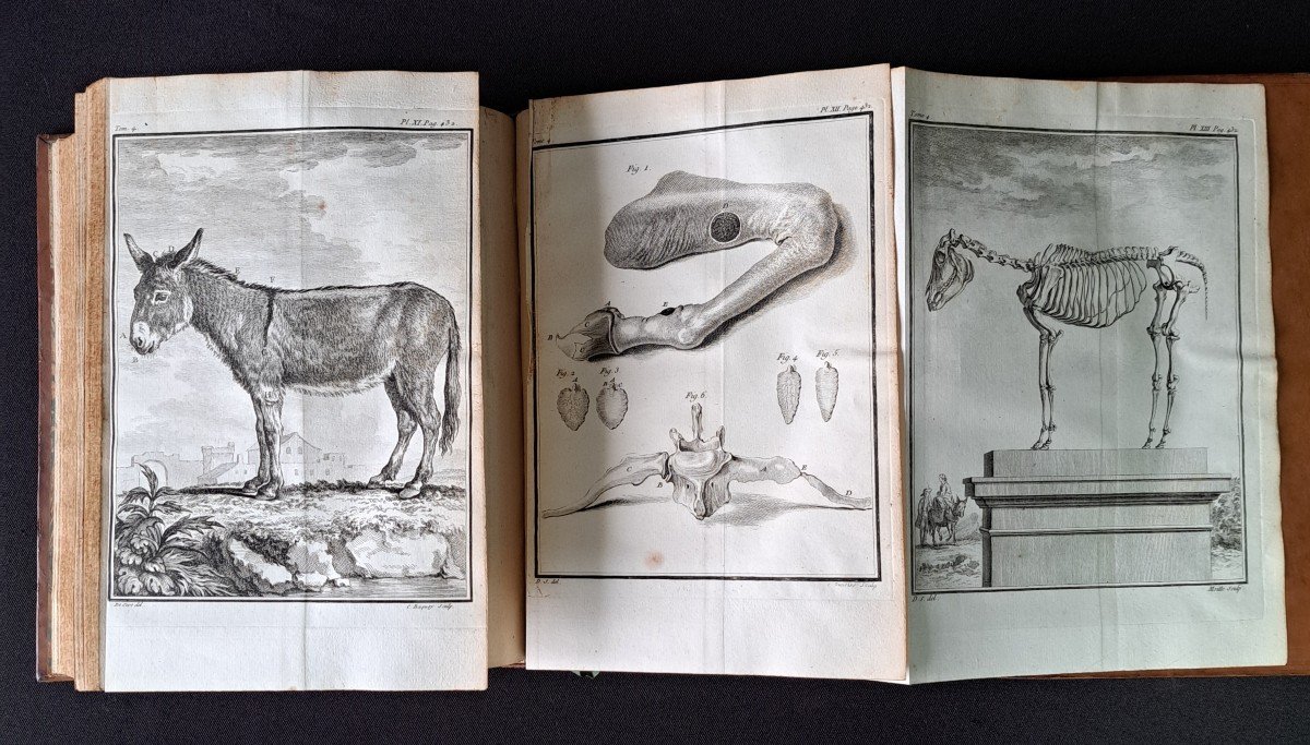 Buffon: Histoire Naturelle. 15 premiers volumes.  Edition originale 1749.-photo-4