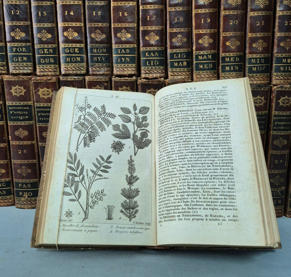 Dictionary Of Natural History: 36 Volumes: 1816.-photo-4