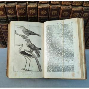 Dictionary Of Natural History: 36 Volumes: 1816.