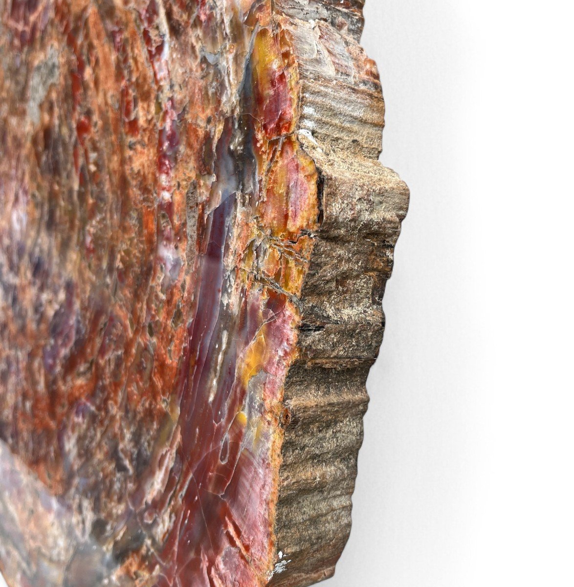 Petrified Wood Slice, Fossil Wood-photo-4