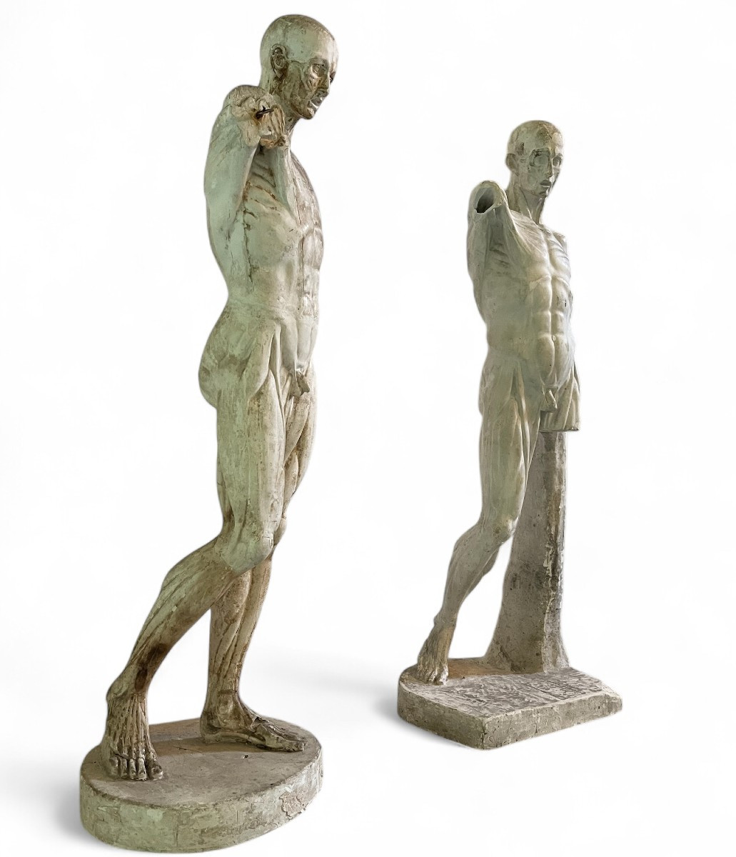 Paire d'écorchés en plâtre, d'après l'Antique- XIXe siècle-photo-3