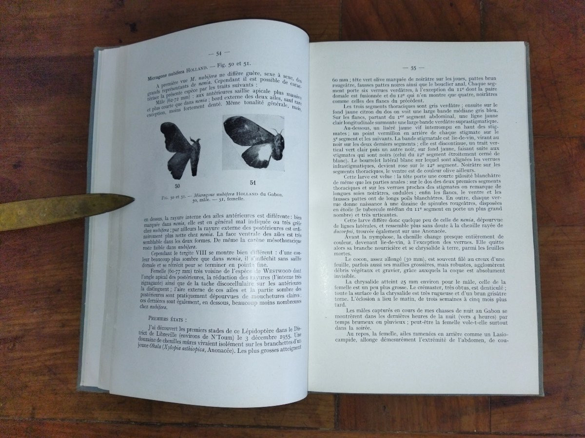 LEPIDOPTERES AFRIQUE NOIRE OCCIDENTALE Les Attacidés Fascicule IV Entomologie Papillons 1962-photo-2