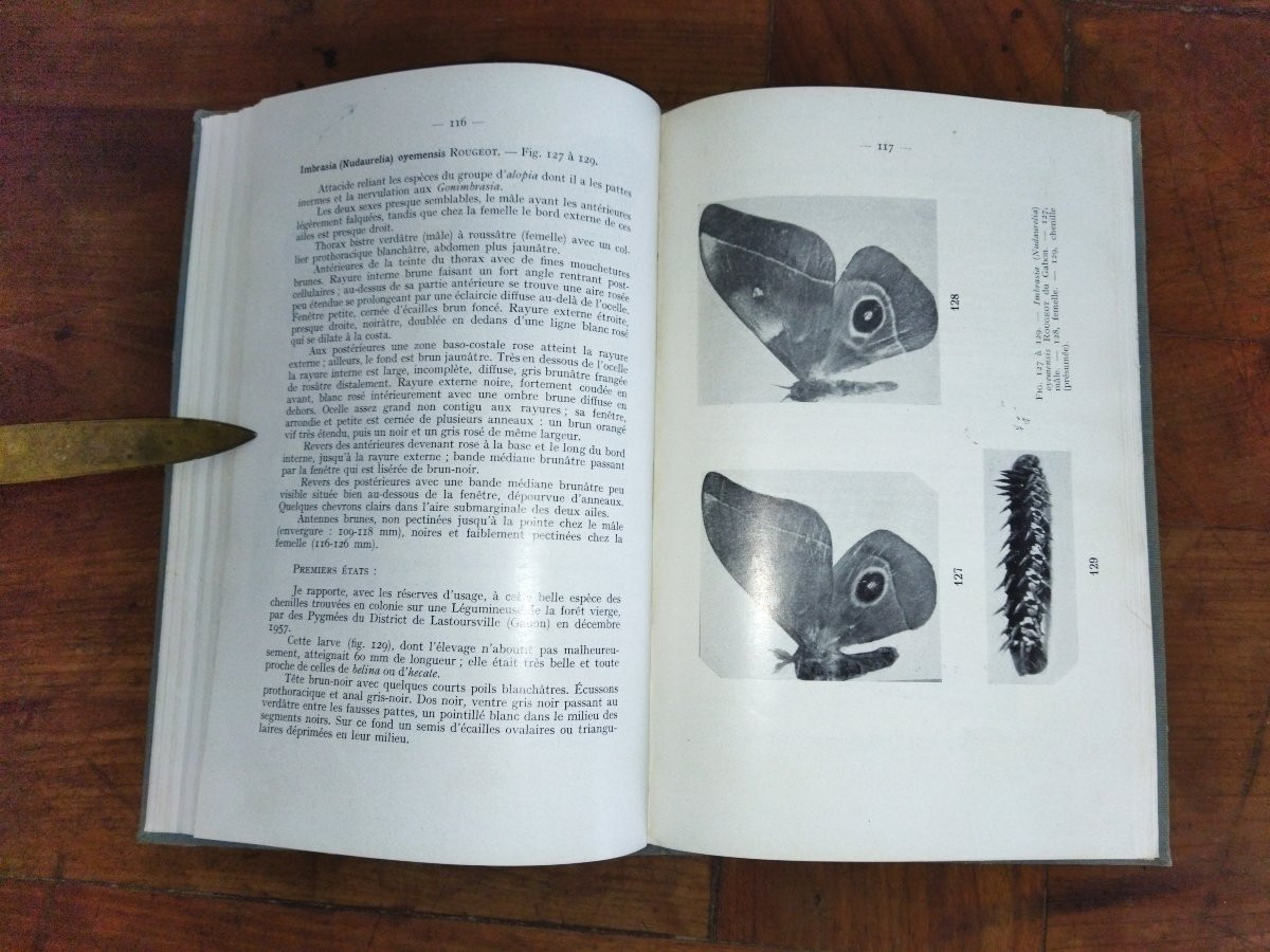 LEPIDOPTERES AFRIQUE NOIRE OCCIDENTALE Les Attacidés Fascicule IV Entomologie Papillons 1962-photo-5
