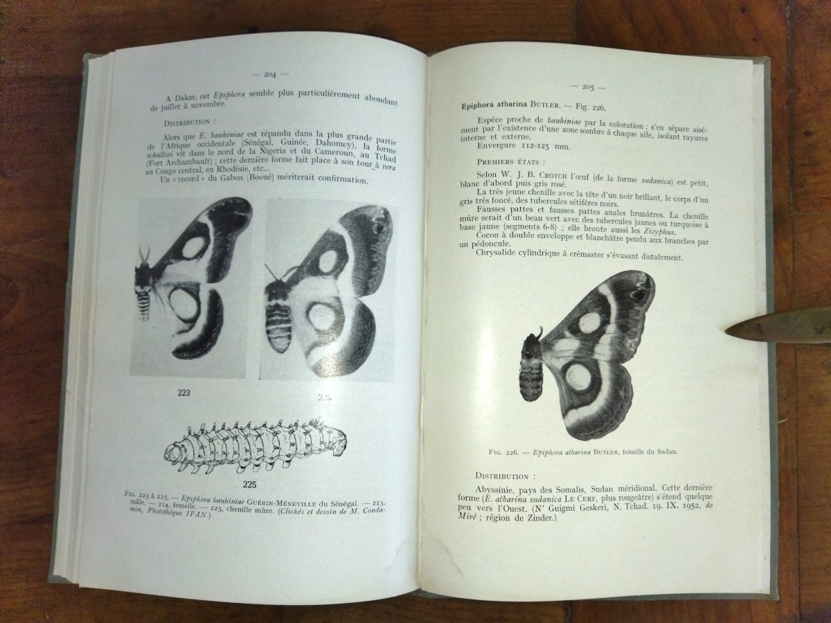 LEPIDOPTERES AFRIQUE NOIRE OCCIDENTALE Les Attacidés Fascicule IV Entomologie Papillons 1962-photo-7