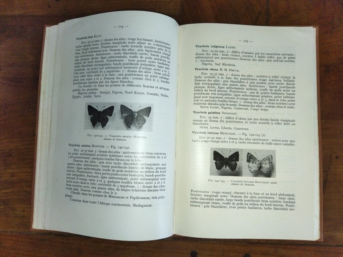 LEPIDOPTERES AFRIQUE NOIRE FRANCAISE Les Lycaenidés Fascicule III Entomologie Papillons 1957-photo-4