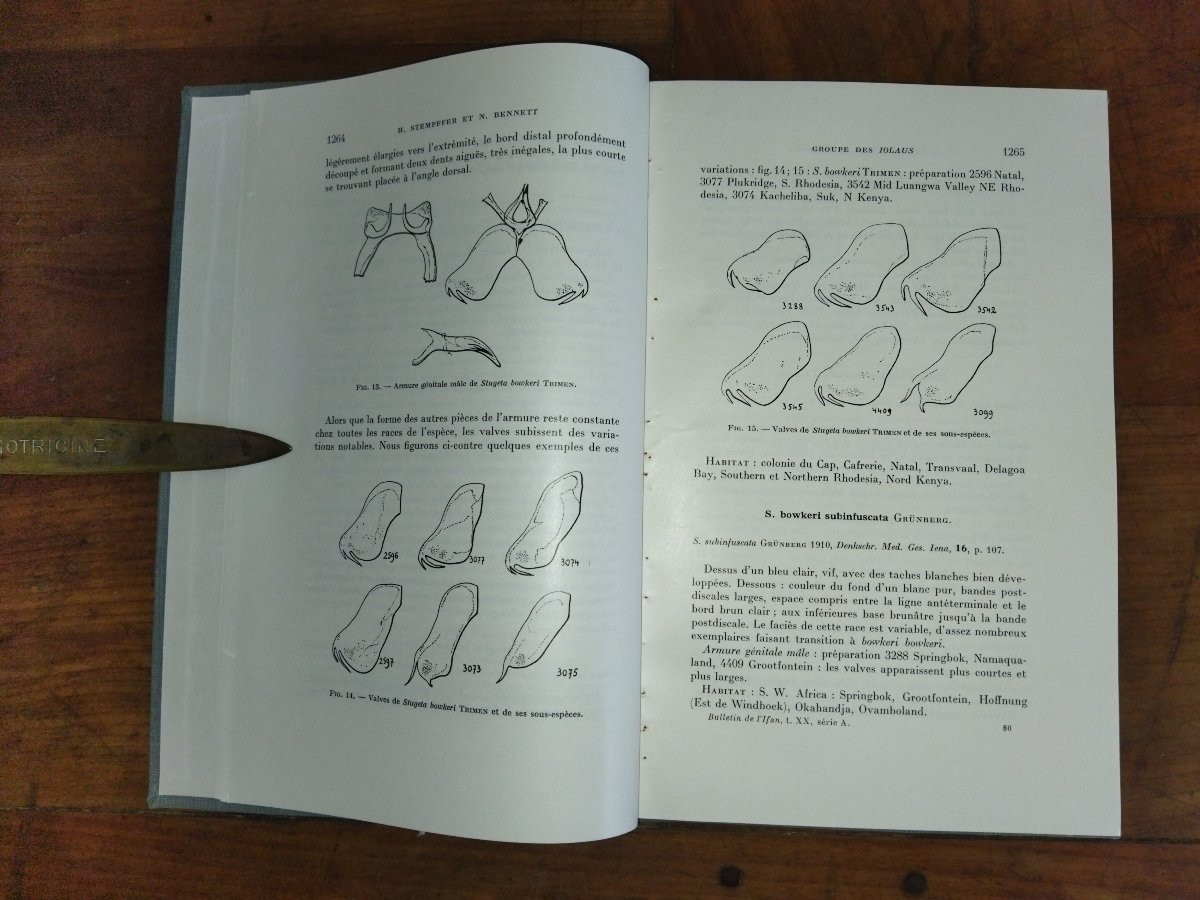 LES IOLAUS Révision des genres Entomologie Papillons -photo-1