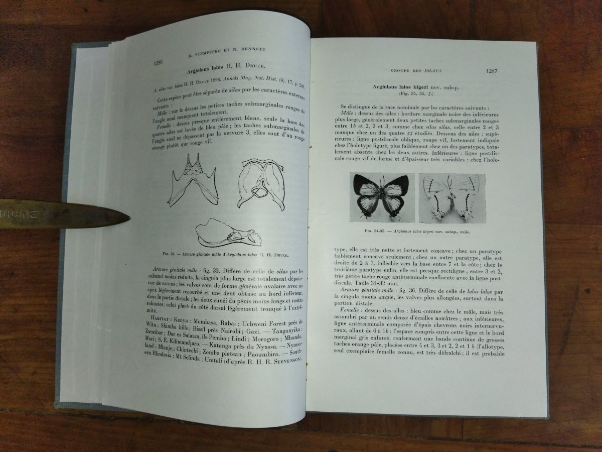 LES IOLAUS Révision des genres Entomologie Papillons -photo-2