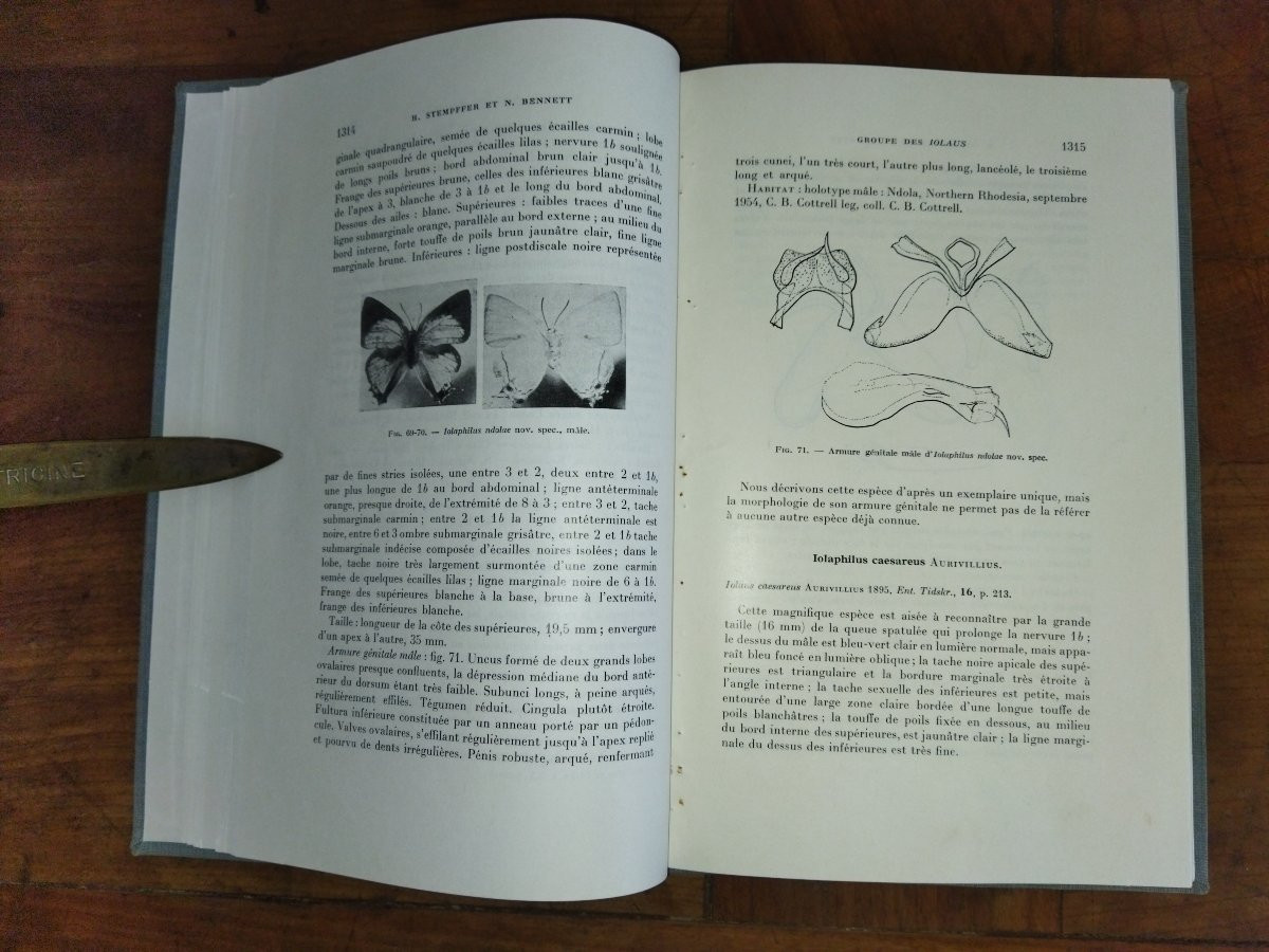 LES IOLAUS Révision des genres Entomologie Papillons -photo-3