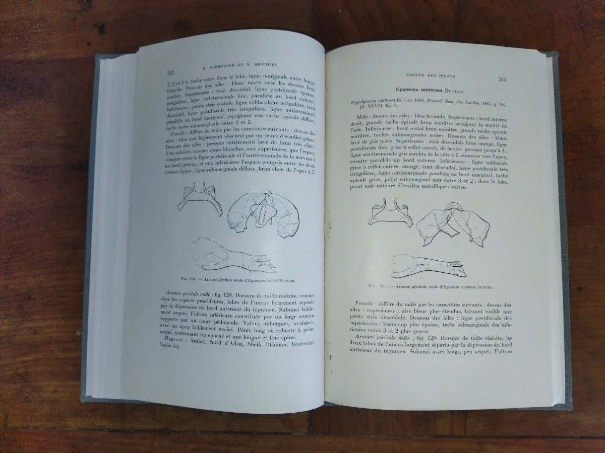 LES IOLAUS Révision des genres Entomologie Papillons -photo-5