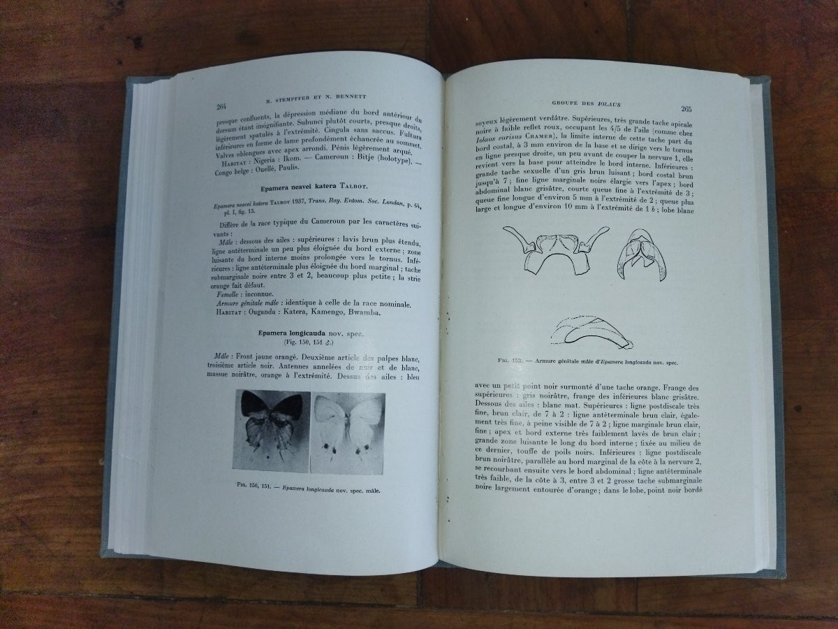 LES IOLAUS Révision des genres Entomologie Papillons -photo-6