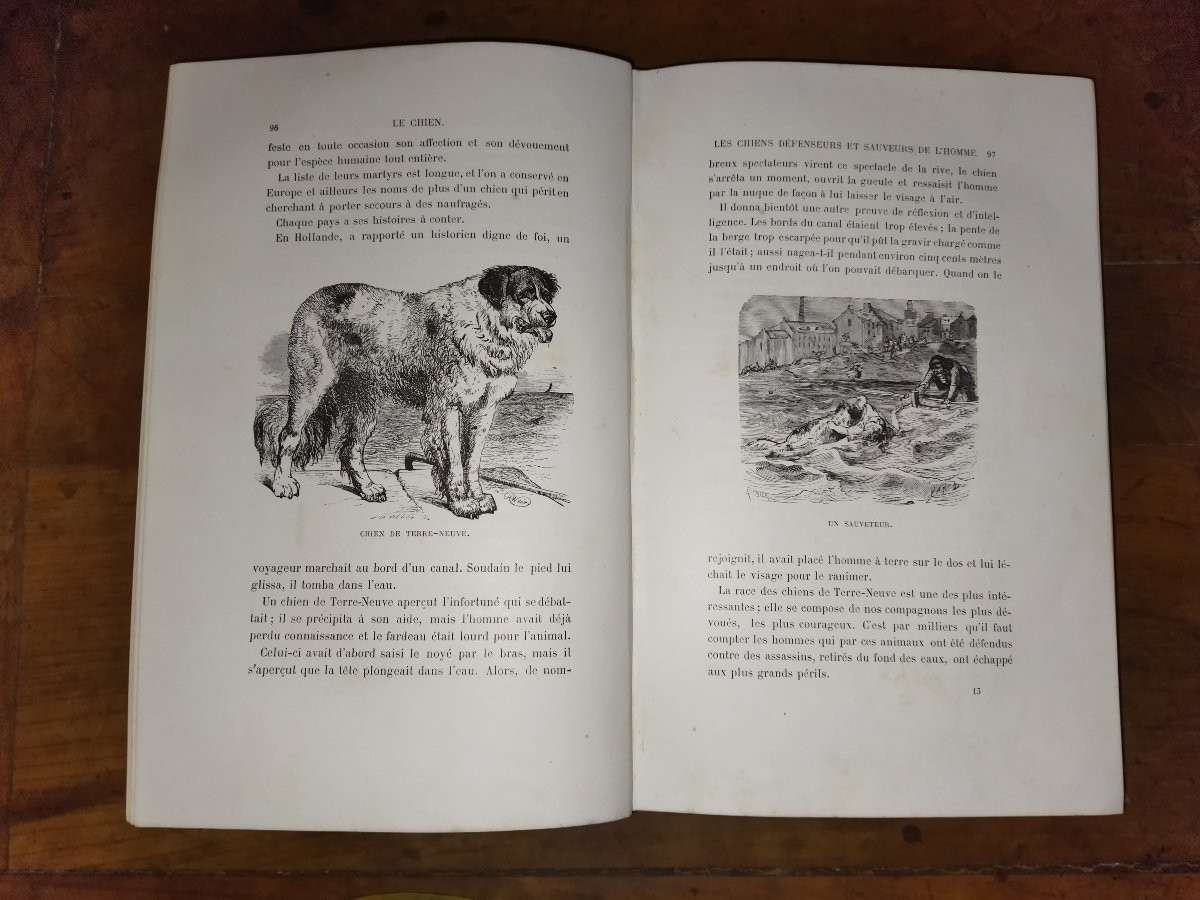 The Dog: History, Exploits, Adventures, Illustrations, Collective, Alfred Barbou, 1883-photo-4