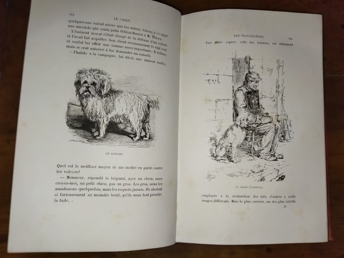 The Dog: History, Exploits, Adventures, Illustrations, Collective, Alfred Barbou, 1883-photo-6