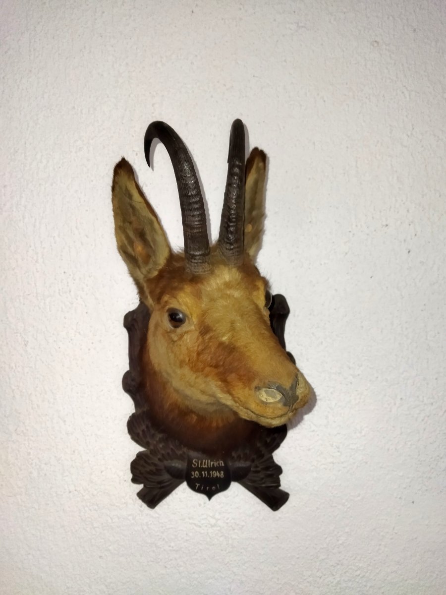 TROPHÉE de Chasse Taxidermie Tête de Chamois 1948 TYROL-photo-2