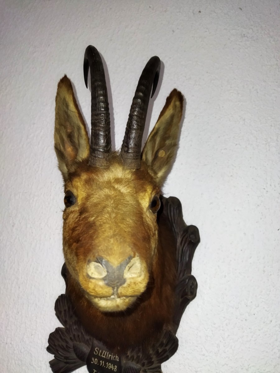 TROPHÉE de Chasse Taxidermie Tête de Chamois 1948 TYROL-photo-3