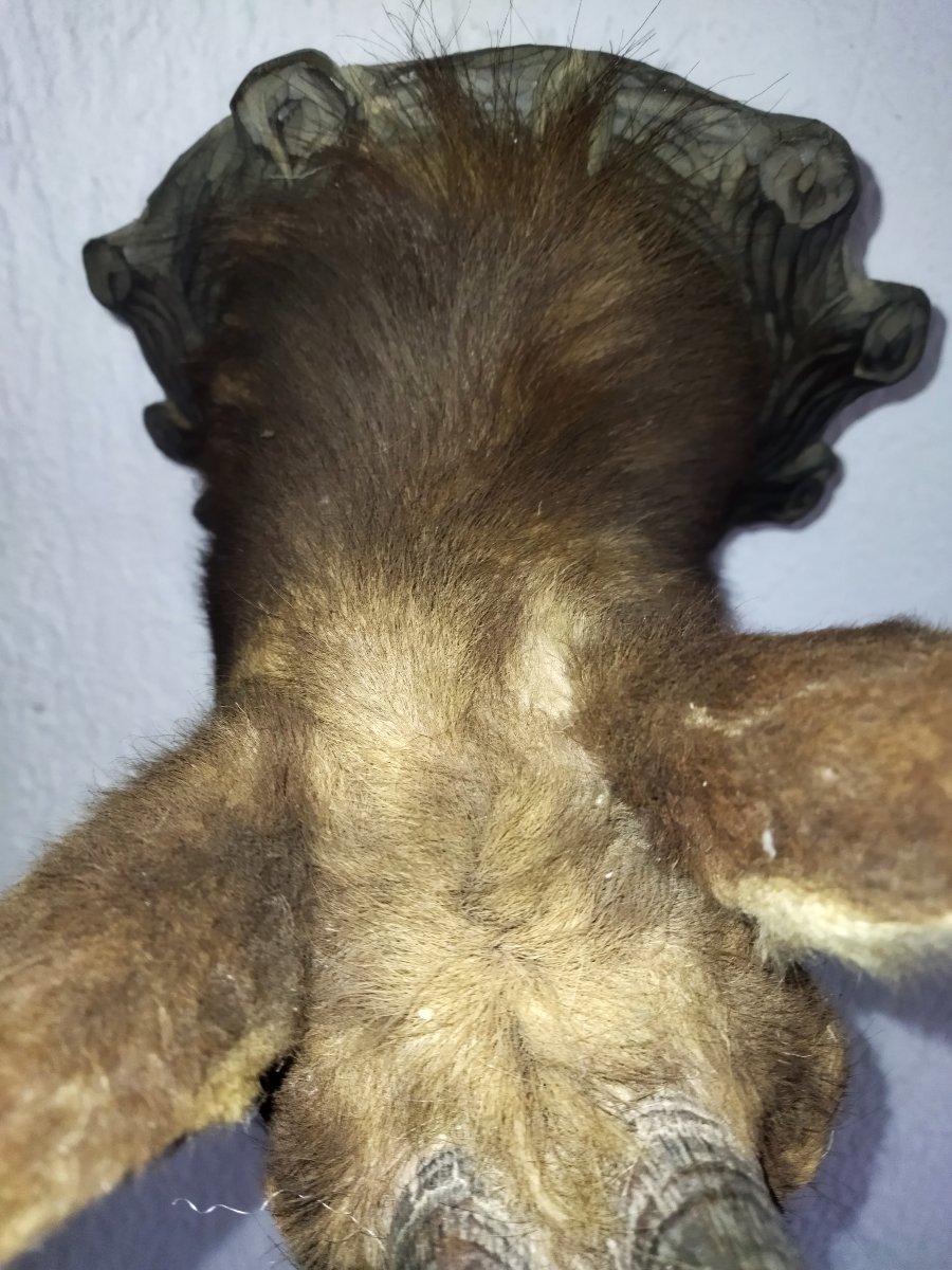 TROPHÉE de Chasse Taxidermie Tête de Chamois 1948 TYROL-photo-1