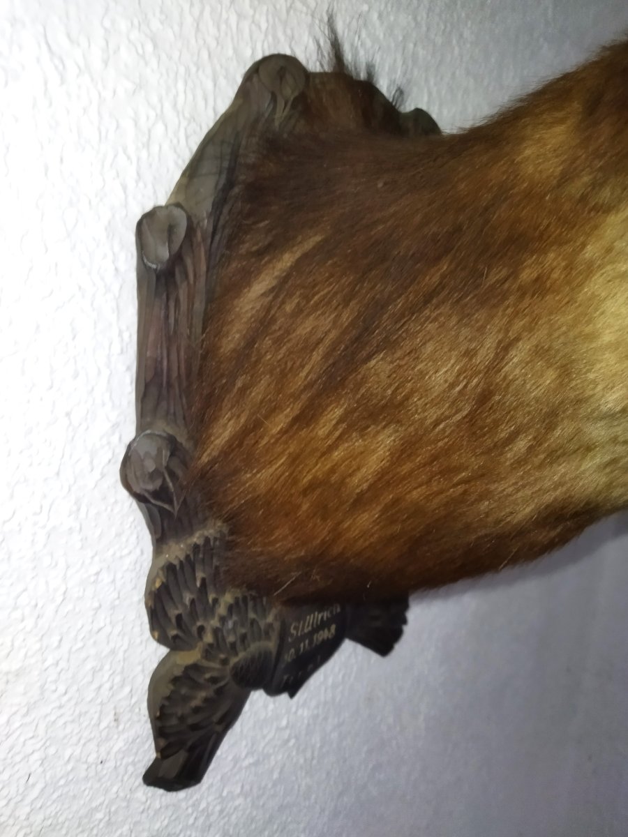 TROPHÉE de Chasse Taxidermie Tête de Chamois 1948 TYROL-photo-2