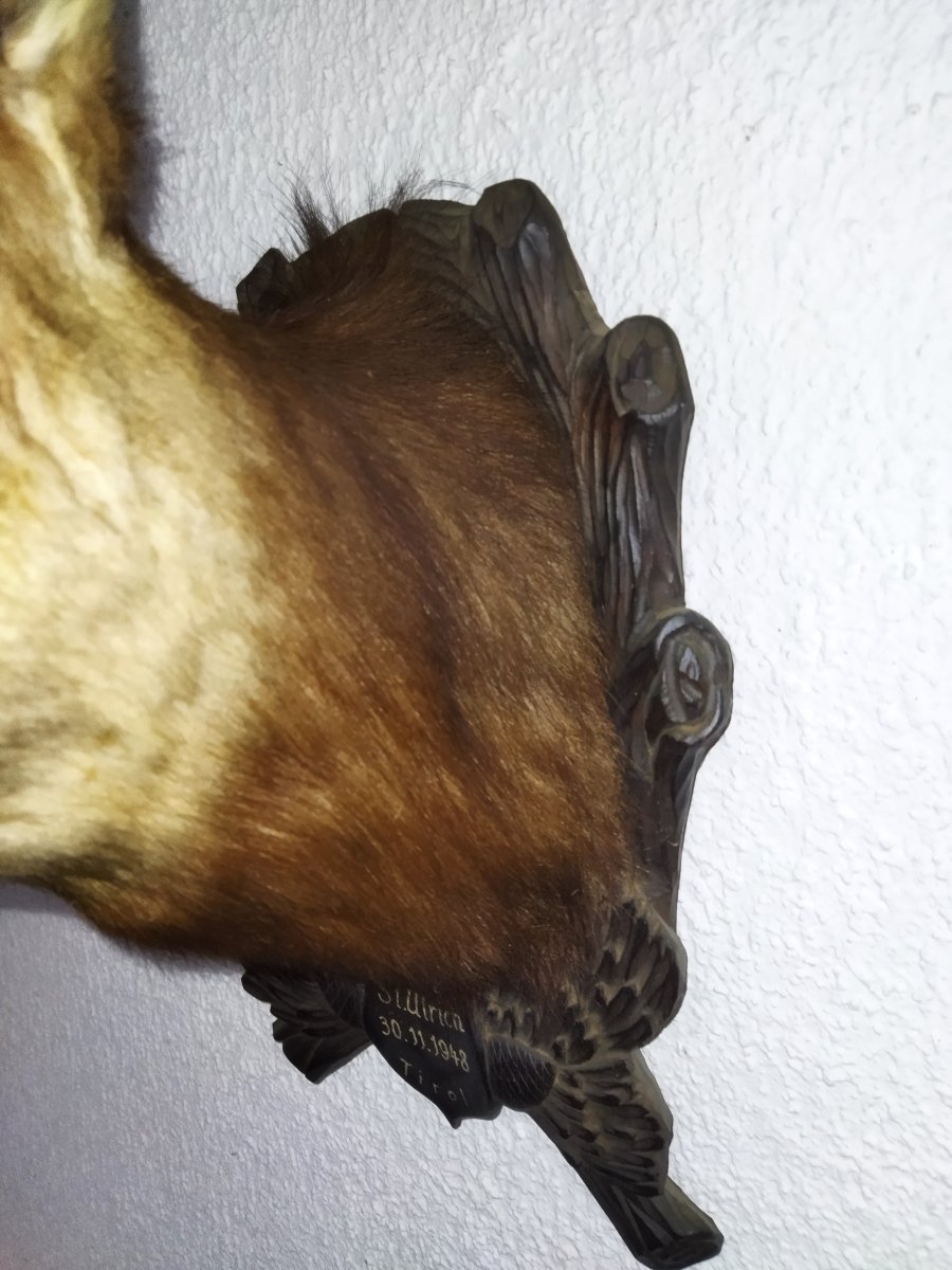 TROPHÉE de Chasse Taxidermie Tête de Chamois 1948 TYROL-photo-4
