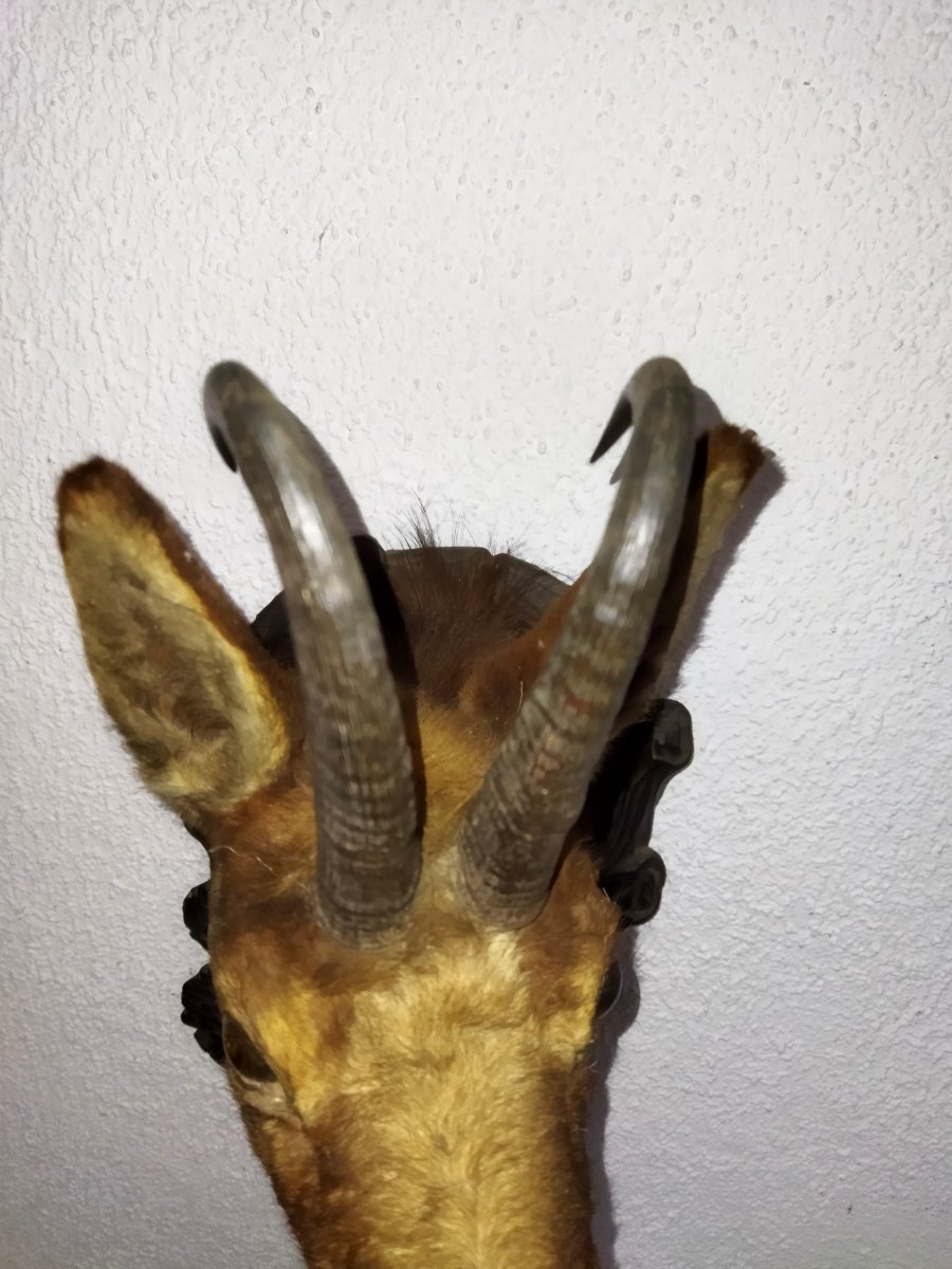 TROPHÉE de Chasse Taxidermie Tête de Chamois 1948 TYROL-photo-5