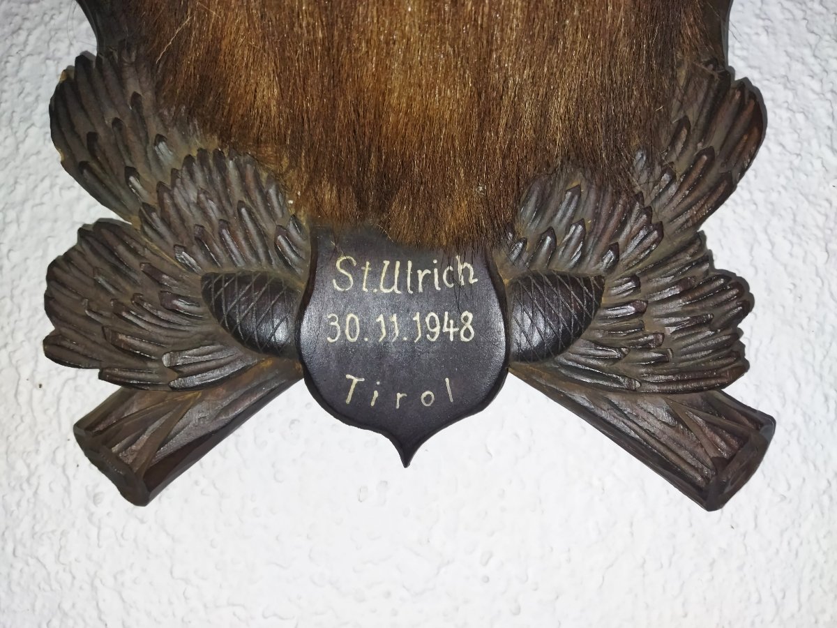TROPHÉE de Chasse Taxidermie Tête de Chamois 1948 TYROL-photo-7