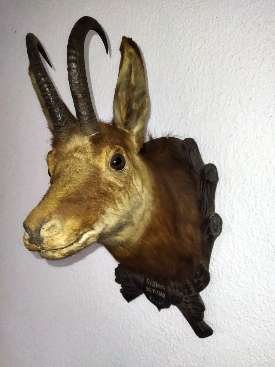 TROPHÉE de Chasse Taxidermie Tête de Chamois 1948 TYROL