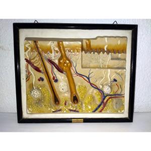 Sarreguemines Pierron Educational Panel School 3d Flayed Curiosity Collection