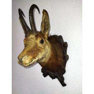 TROPHÉE de Chasse Taxidermie Tête de Chamois 1948 TYROL