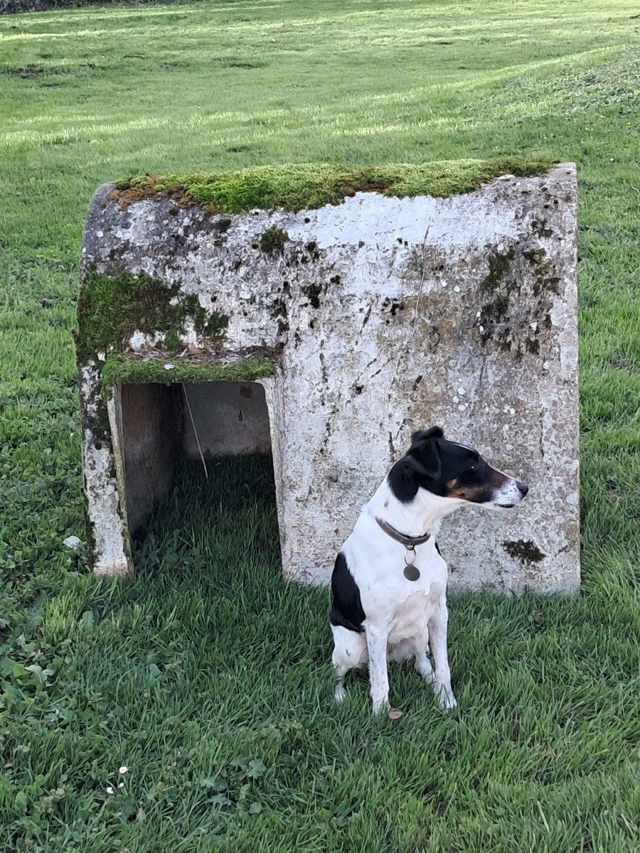 Mobilier pour chien par Willy guhl 