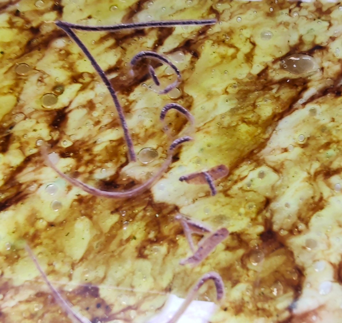 LEGRAS Paire de vases ovoides en verre marmoréen panse ceinte d’une frise dépolie -photo-6