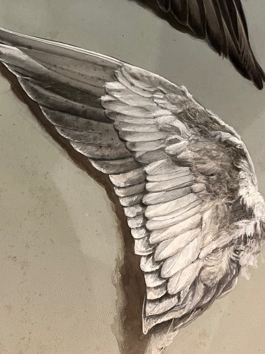 Great Studio Of Birds Wings-photo-2