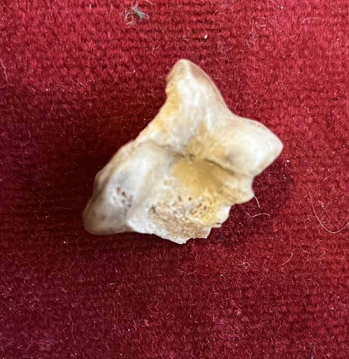 Rare Game Of Osselets , Made With Small Bones. III D Century. -photo-4