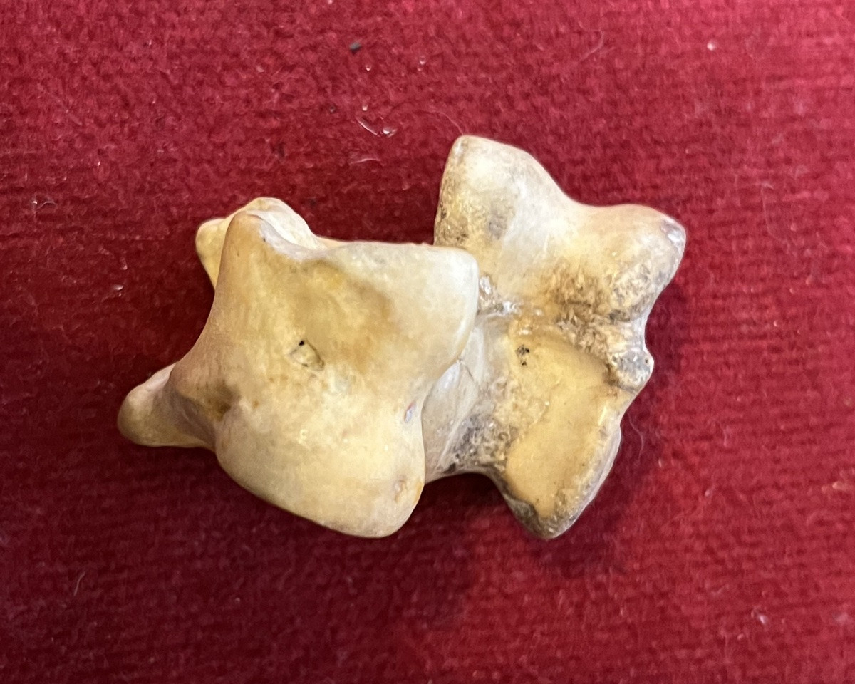 Rare Game Of Osselets , Made With Small Bones. III D Century. -photo-2