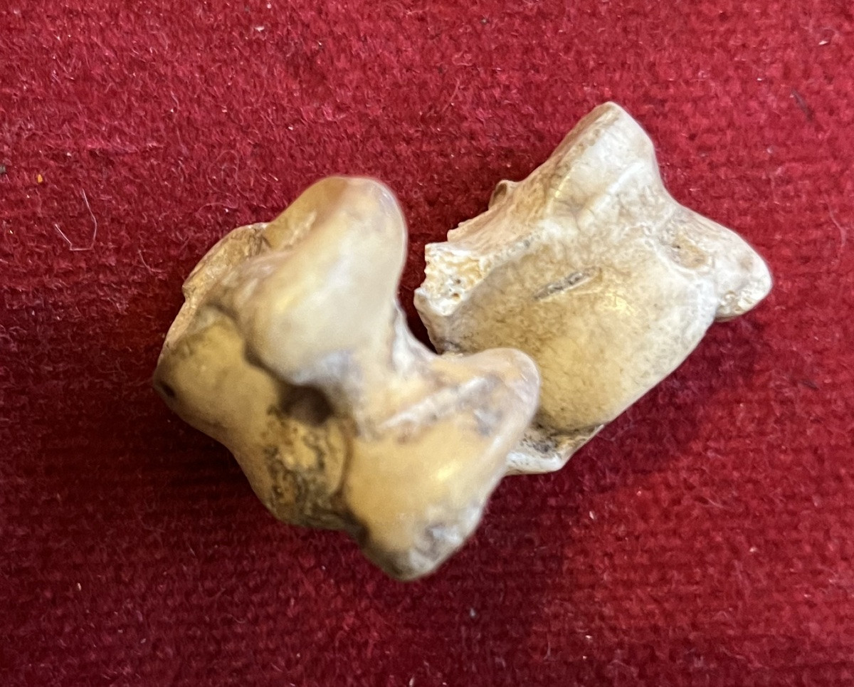 Rare Game Of Osselets , Made With Small Bones. III D Century. -photo-4