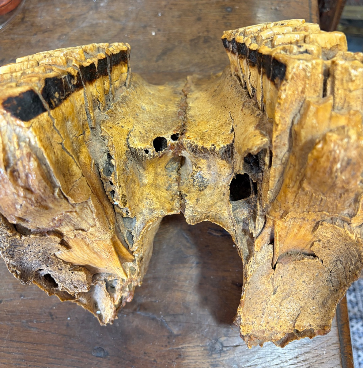 Fossilized Mammoth Jaw.-photo-2