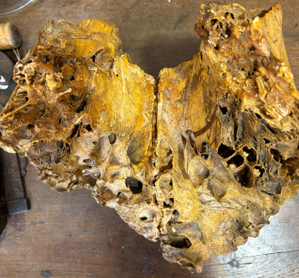 Fossilized Mammoth Jaw.-photo-4