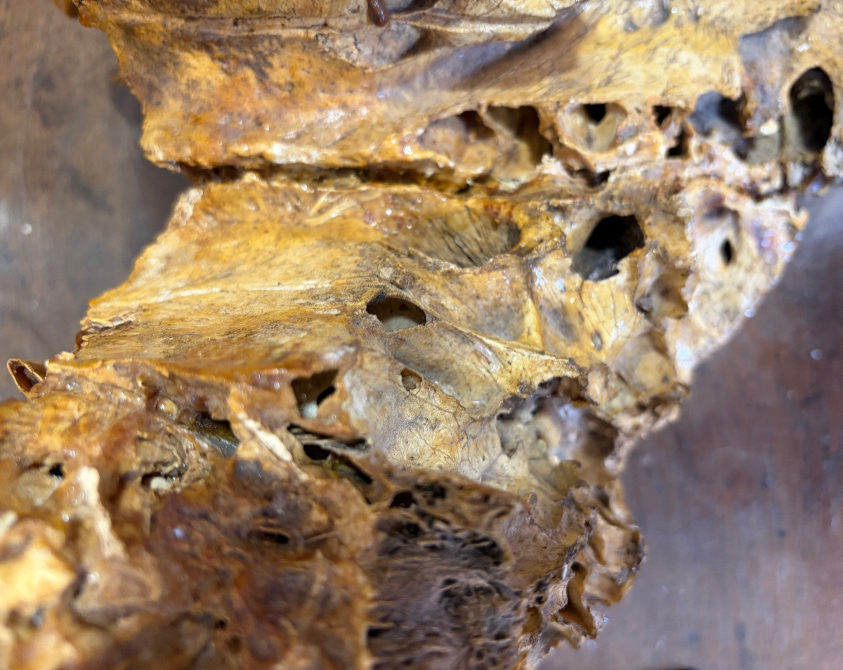 Fossilized Mammoth Jaw.-photo-7