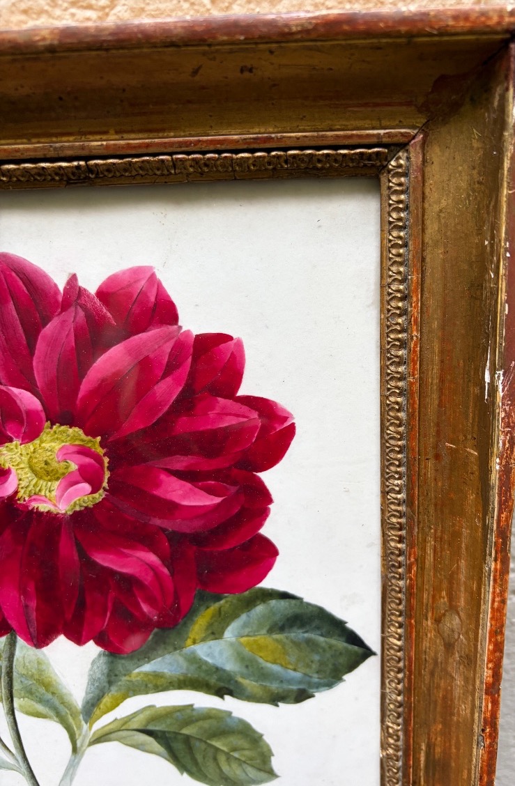 Gouache On Paper, Large Dark Pink Peony, Mid-19th Century, Original Gilded Wooden Frame. -photo-2