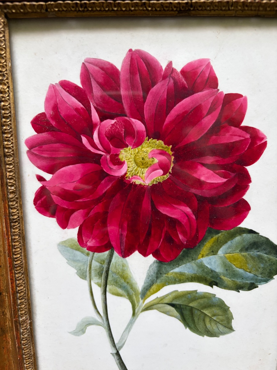 Gouache On Paper, Large Dark Pink Peony, Mid-19th Century, Original Gilded Wooden Frame. -photo-3