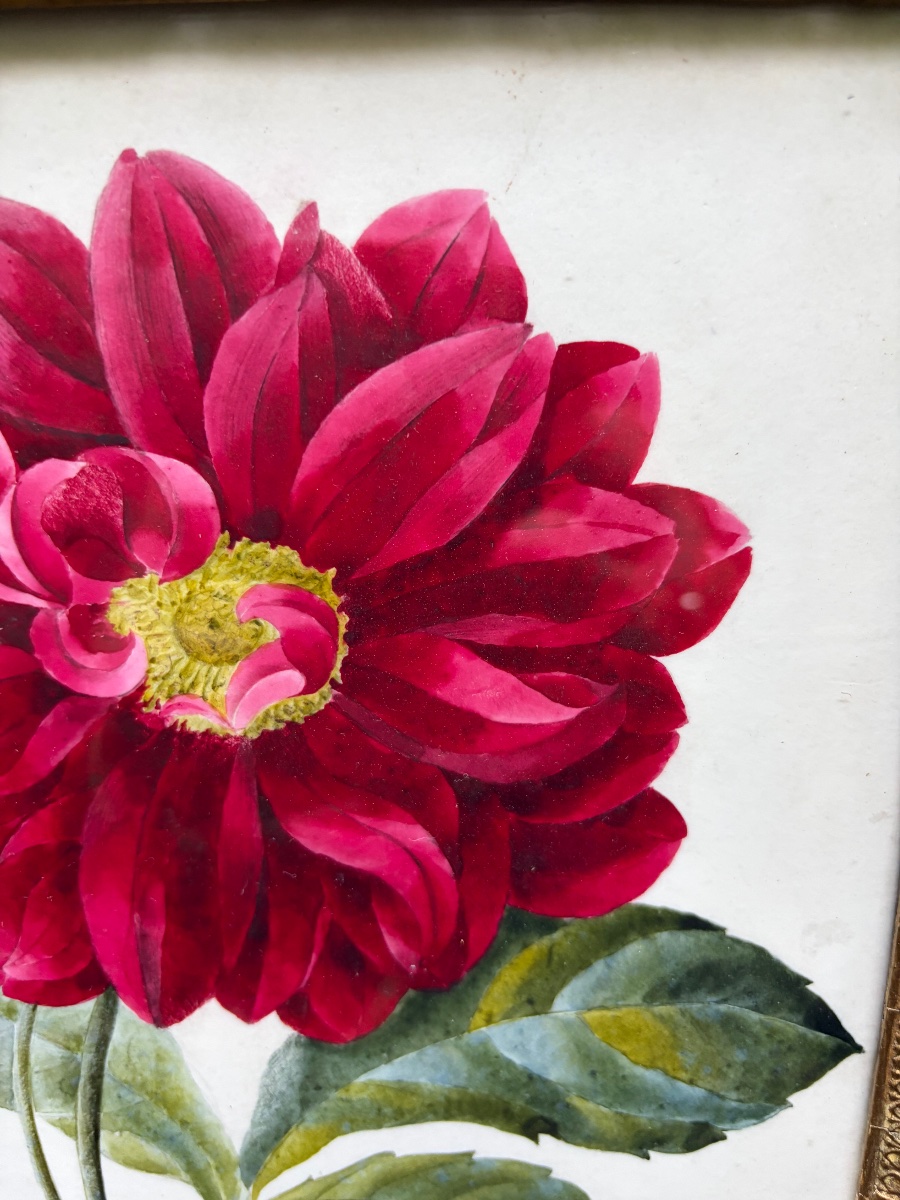 Gouache On Paper, Large Dark Pink Peony, Mid-19th Century, Original Gilded Wooden Frame. -photo-1