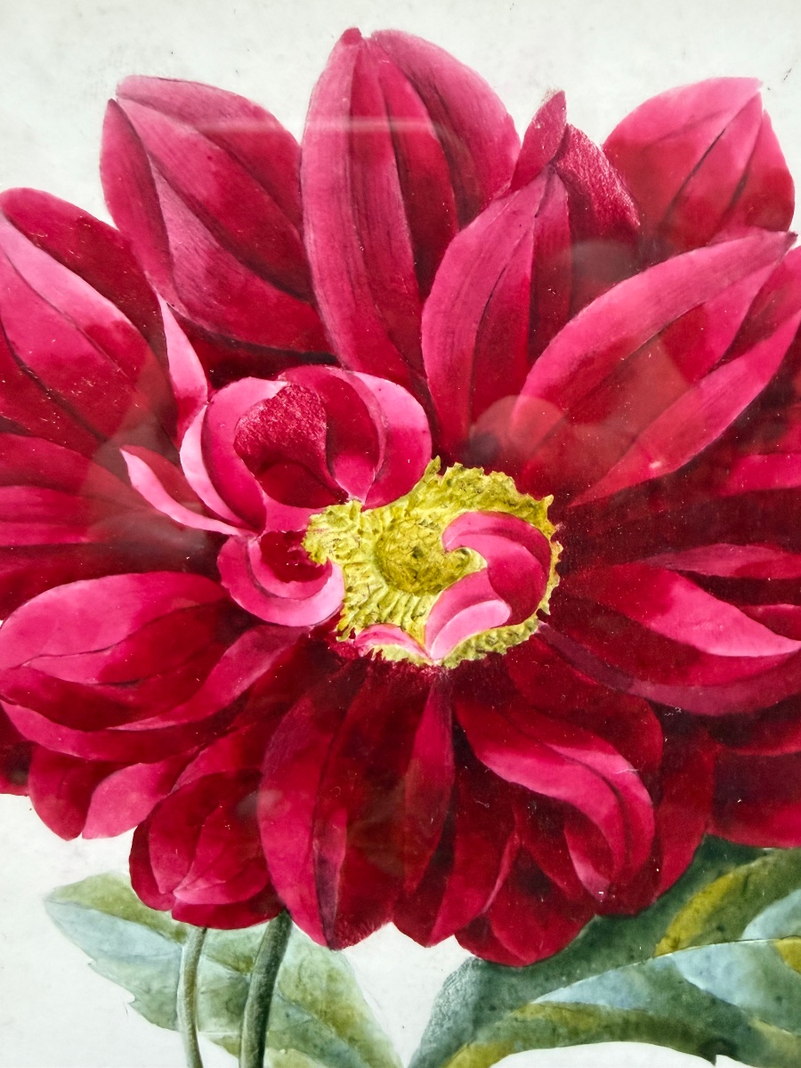 Gouache On Paper, Large Dark Pink Peony, Mid-19th Century, Original Gilded Wooden Frame. -photo-2