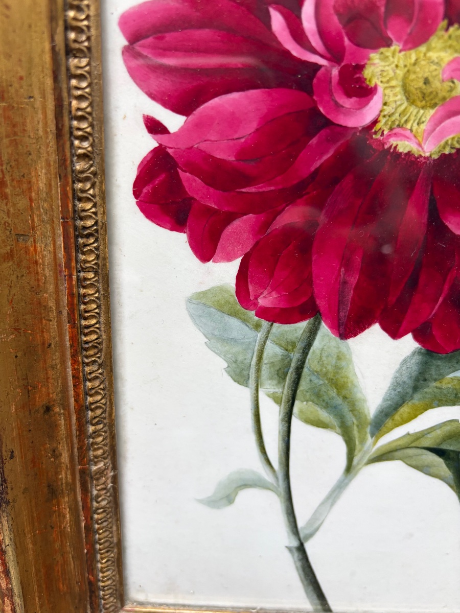 Gouache On Paper, Large Dark Pink Peony, Mid-19th Century, Original Gilded Wooden Frame. -photo-3