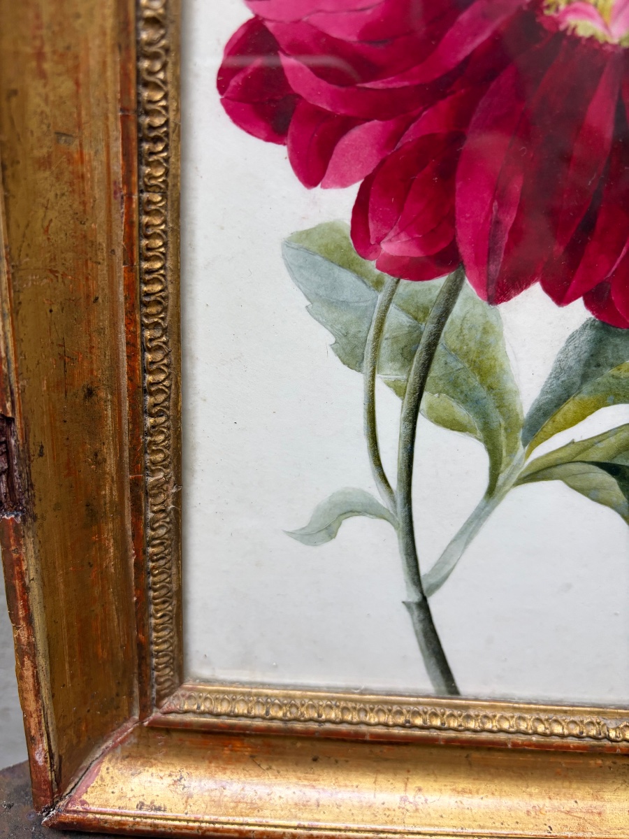 Gouache On Paper, Large Dark Pink Peony, Mid-19th Century, Original Gilded Wooden Frame. -photo-4