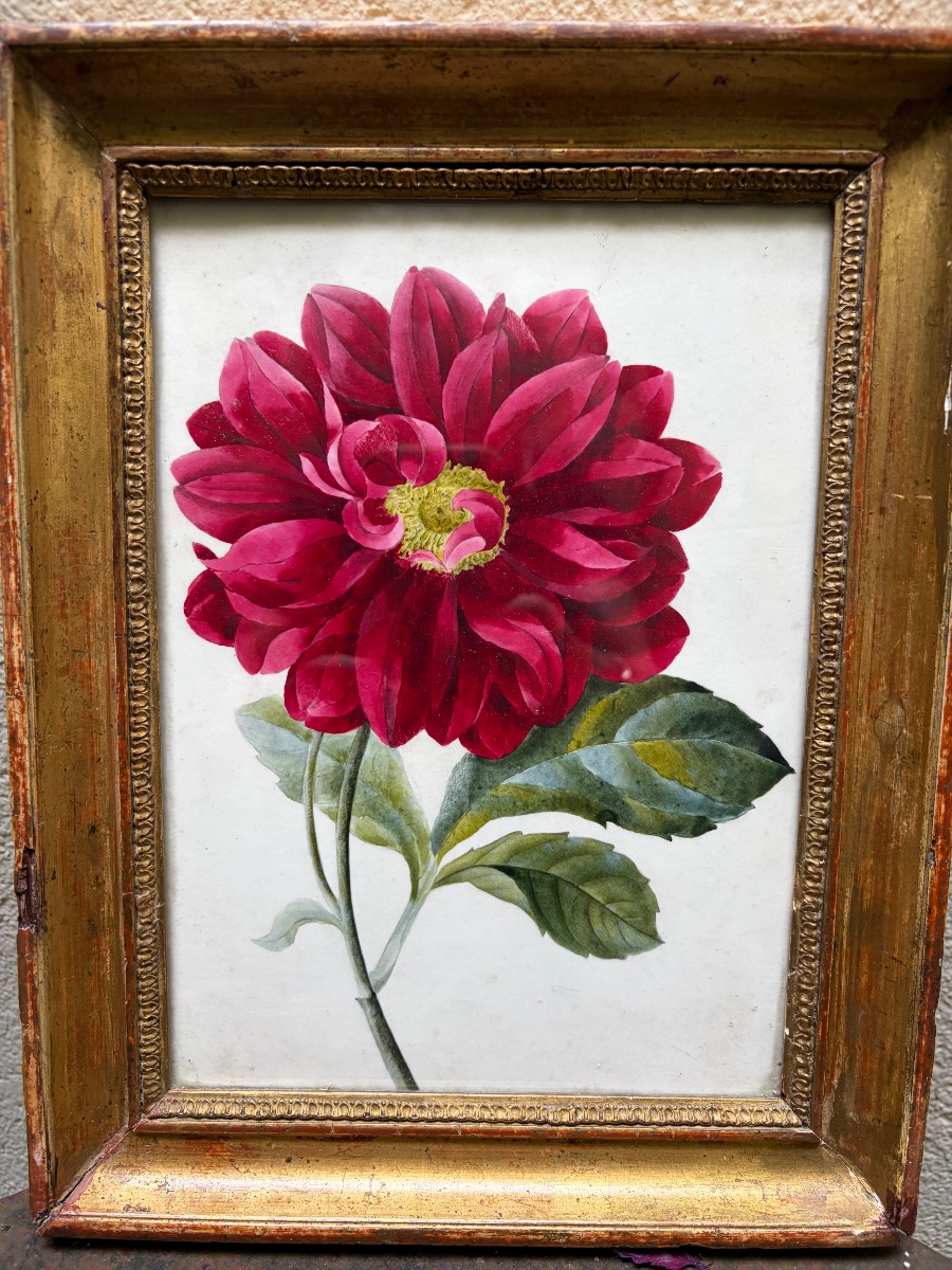 Gouache On Paper, Large Dark Pink Peony, Mid-19th Century, Original Gilded Wooden Frame. 