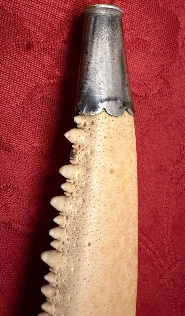 A Remarkable Cigar Holder Made From A Crab Claw, Set In Silver. Early 20th Century.-photo-4