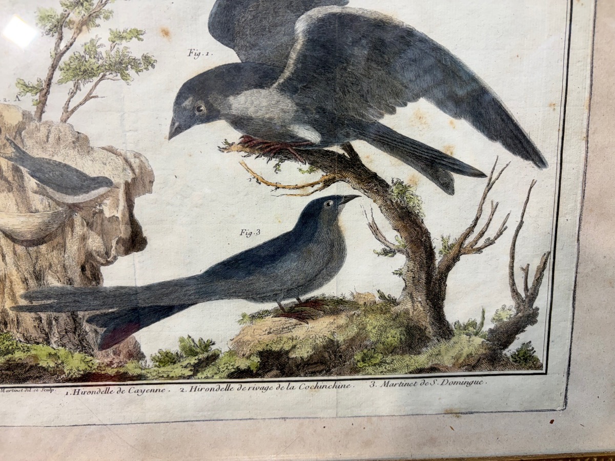 18th-century Engraving, Swallows From The Former Colonies, Drawn And Engraved By Martinet -photo-2