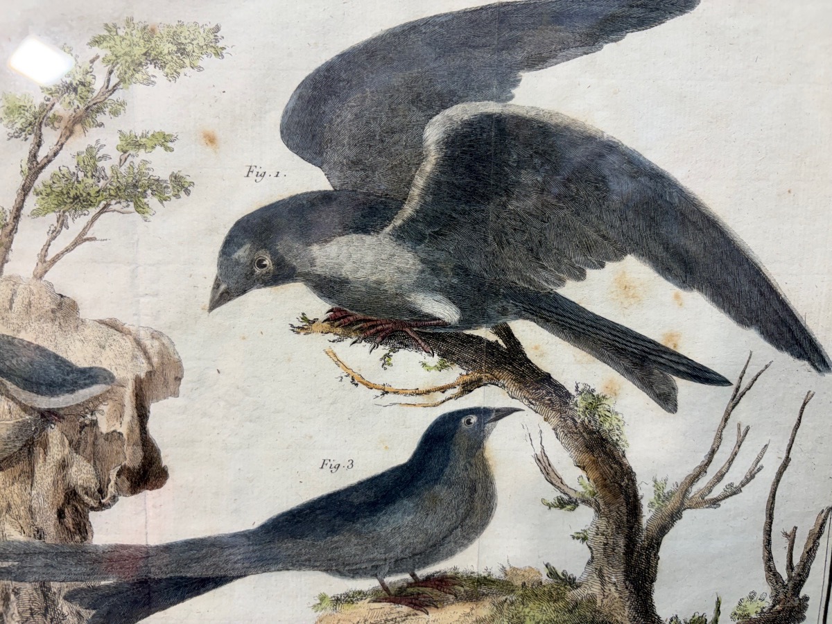18th-century Engraving, Swallows From The Former Colonies, Drawn And Engraved By Martinet -photo-3