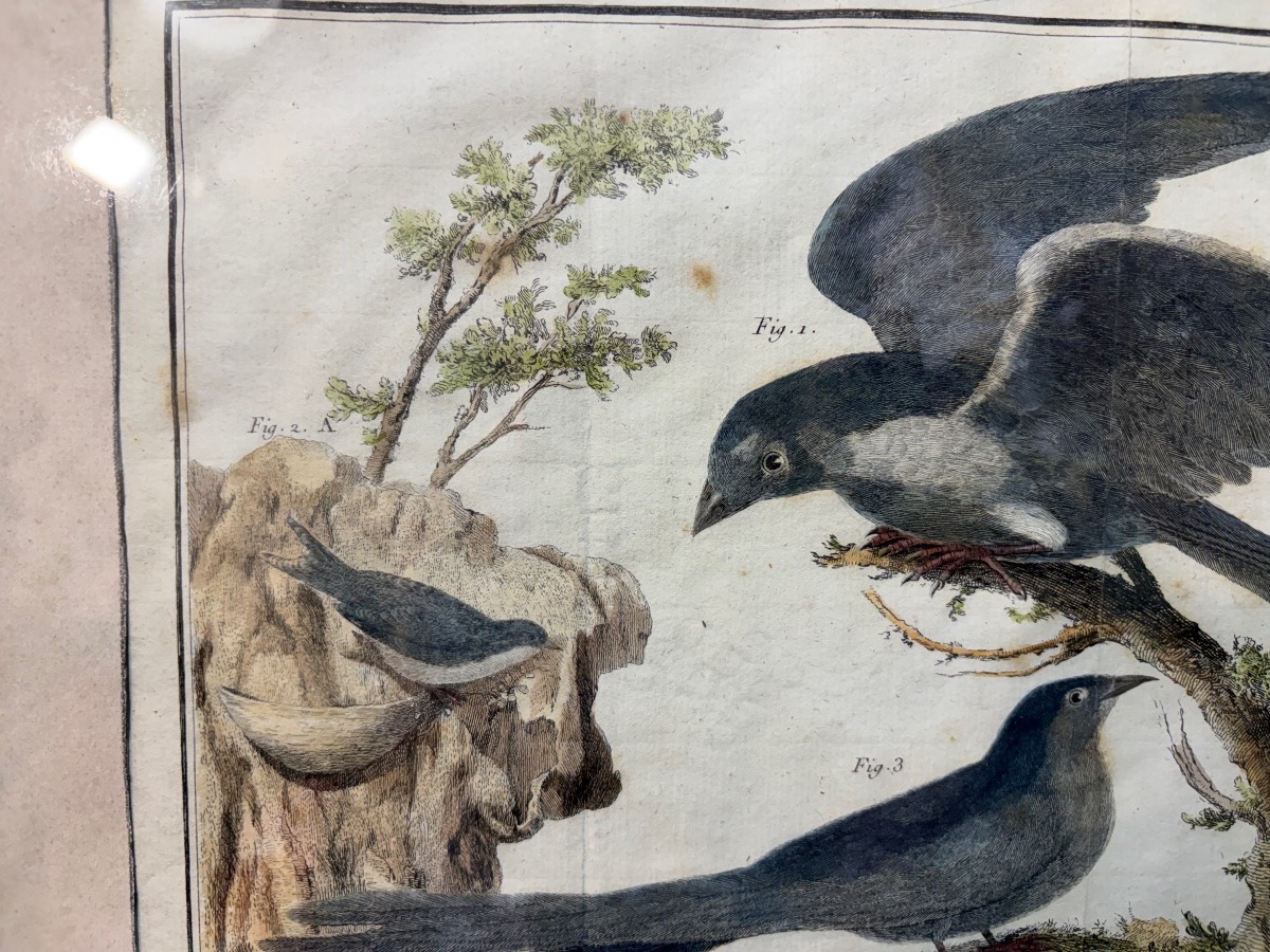 18th-century Engraving, Swallows From The Former Colonies, Drawn And Engraved By Martinet -photo-4