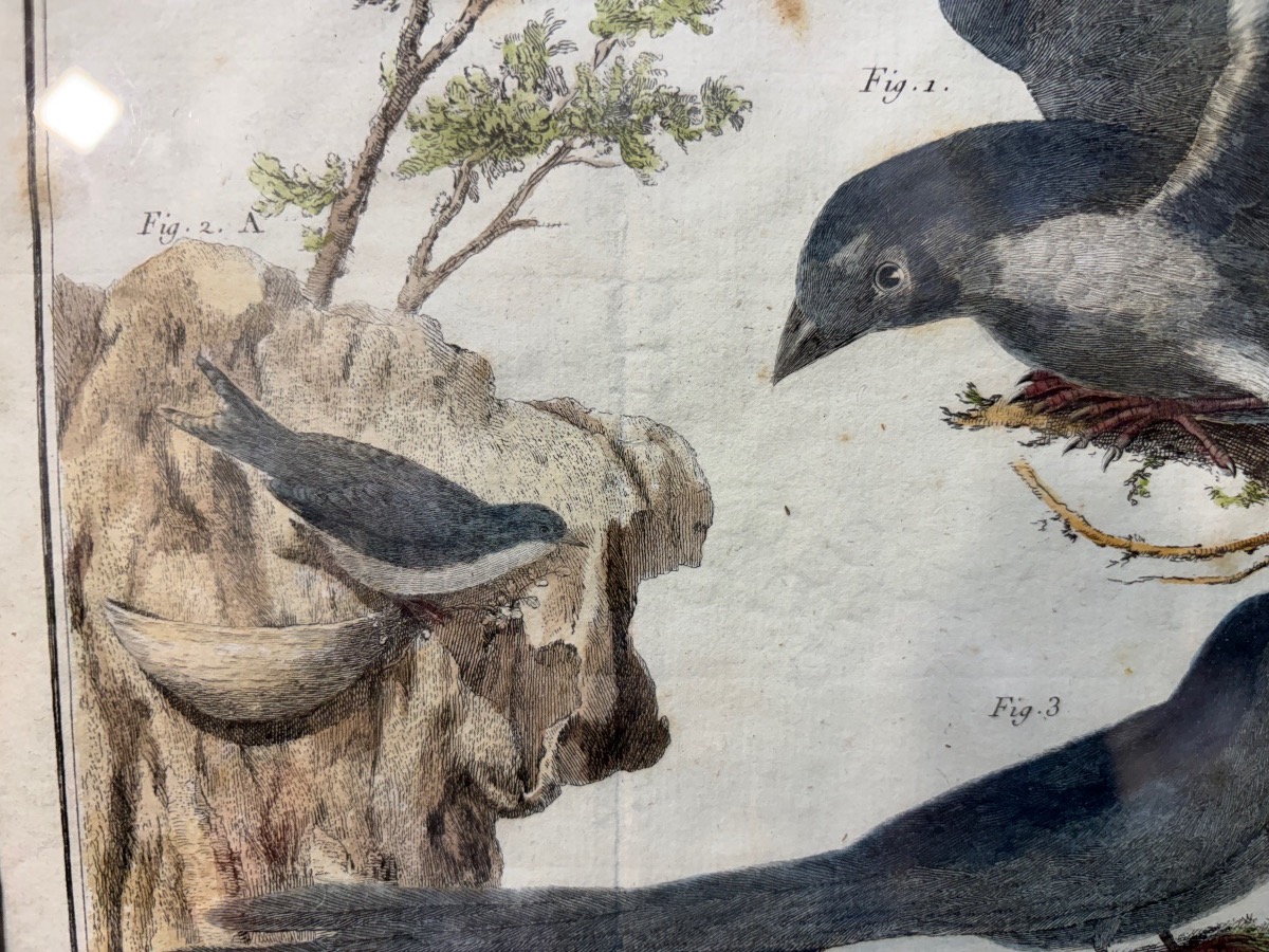 18th-century Engraving, Swallows From The Former Colonies, Drawn And Engraved By Martinet -photo-1