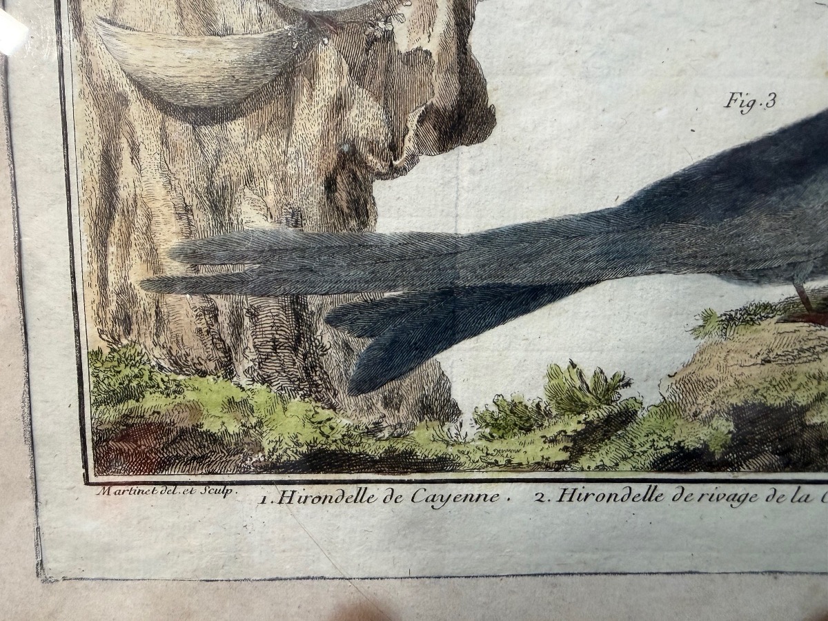 18th-century Engraving, Swallows From The Former Colonies, Drawn And Engraved By Martinet -photo-2